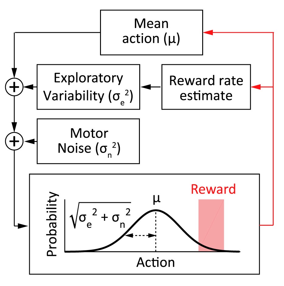 Adaptive Regulation of Motor Variability