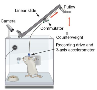 Automated long-term recording and analysis of neural activity in behaving animals