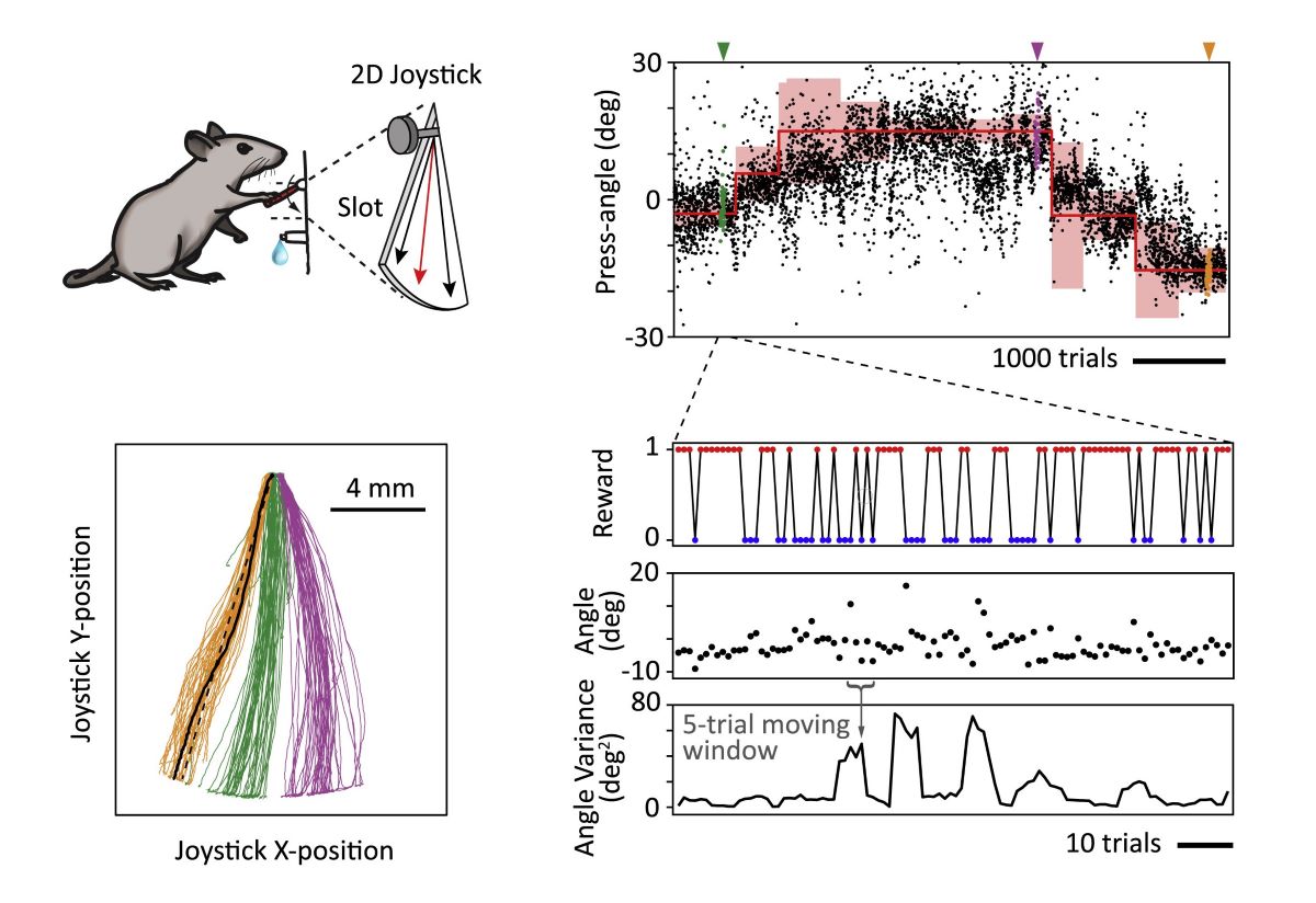 How does the brain learn in continuous motor spaces?