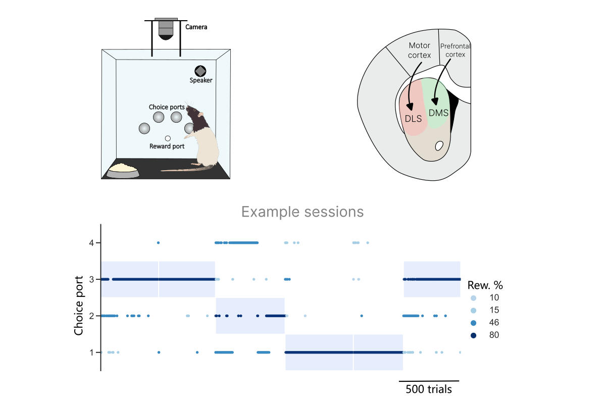 How does the brain efficiently solve complex decision-making tasks?