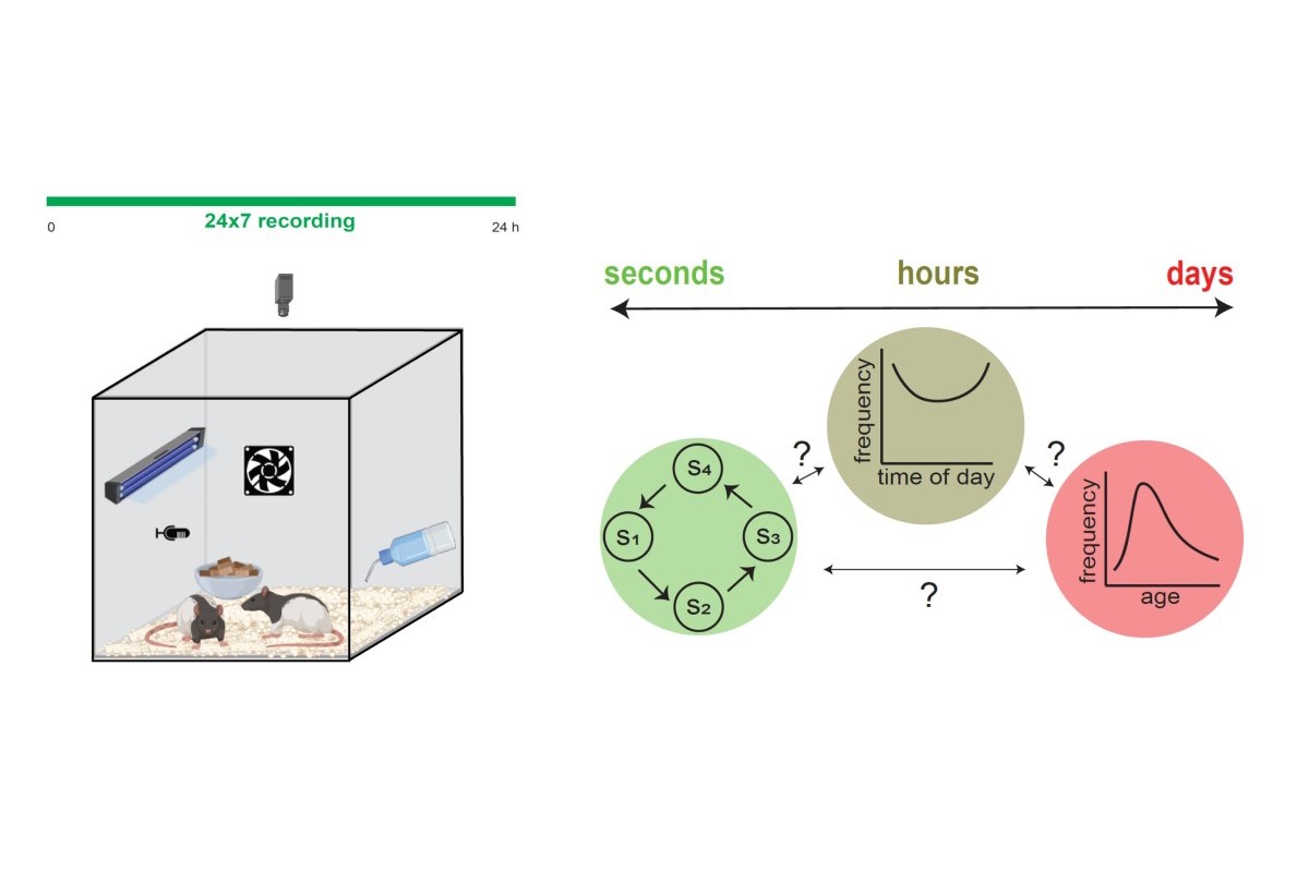 Play behaviour and its impact on brain development